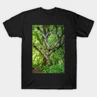 Dead tree in a young forest T-Shirt